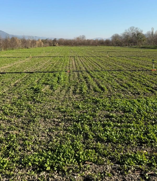 BURSA G�RSU HASANK�Y'DE YATIRIMLIK VE VER�ML� ARAZ� 5.7 D�N�M